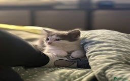 Turkish Angora cats for sale: Half Turkish angora and half Scottish fold  - Image 4