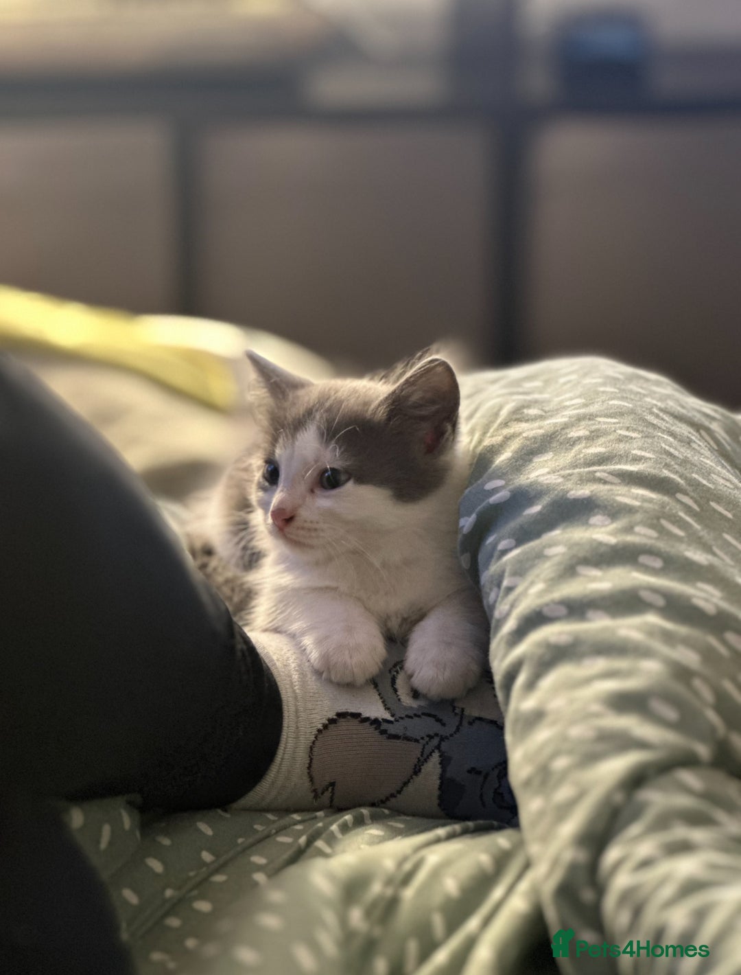 Turkish Angora cats for sale: Half Turkish angora and half Scottish fold  - Image 4