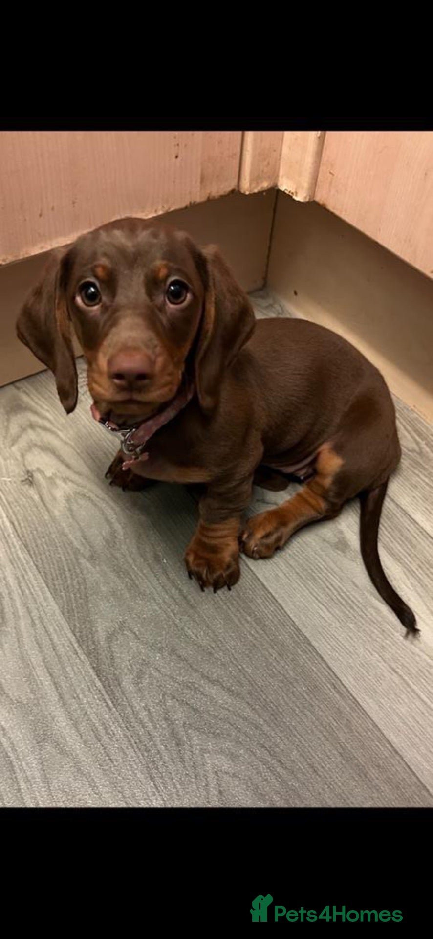 Dachshund dogs Miniature Dachshunds  - Advert 5