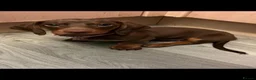 Dachshund dogs for sale: Miniature Dachshunds  - Advert 1