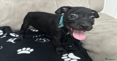 Staffordshire Bull Terrier dogs - Advert 3