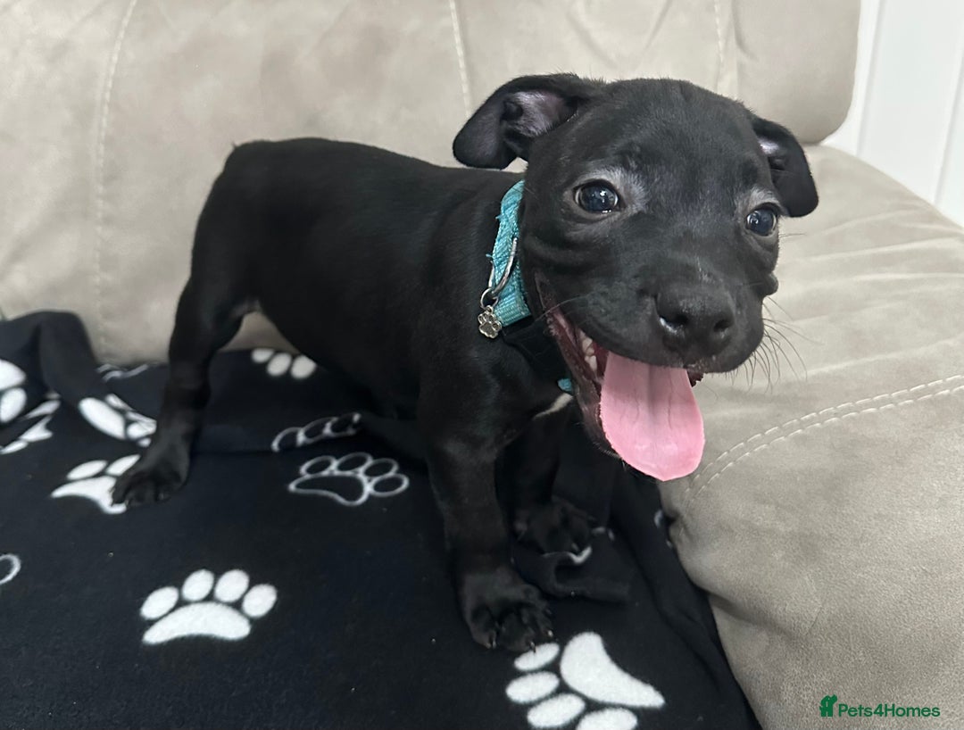 Staffordshire Bull Terrier dogs for sale: 2 Chunky staffy pups left !!! - Image 2