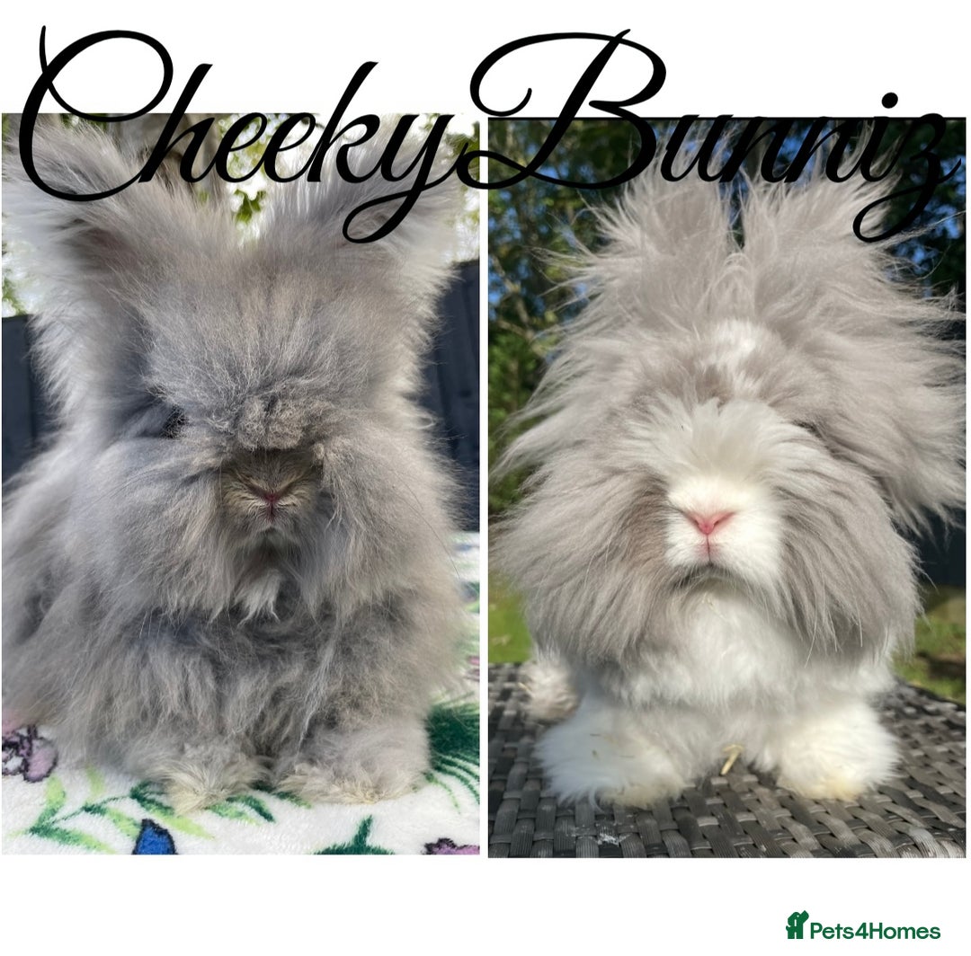 Angora rabbits for sale: English Angora 2026 Waiting List Now Open - Advert 2
