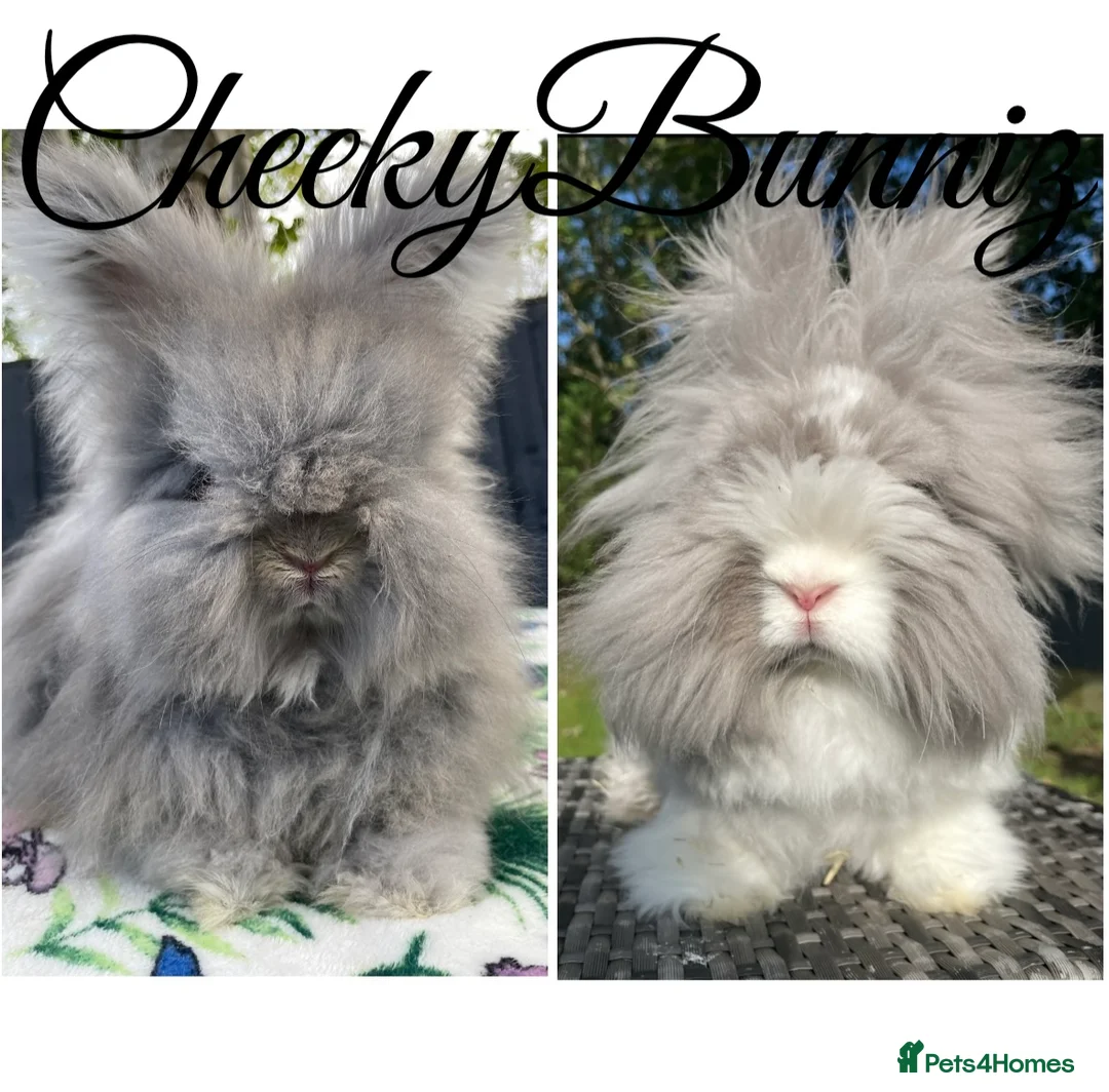 Angora rabbits for sale: English Angora 2026 Waiting List Now Open - Advert 1