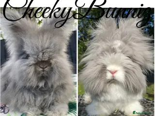 Angora rabbits English Angora 2026 Waiting List Now Open - Advert 4