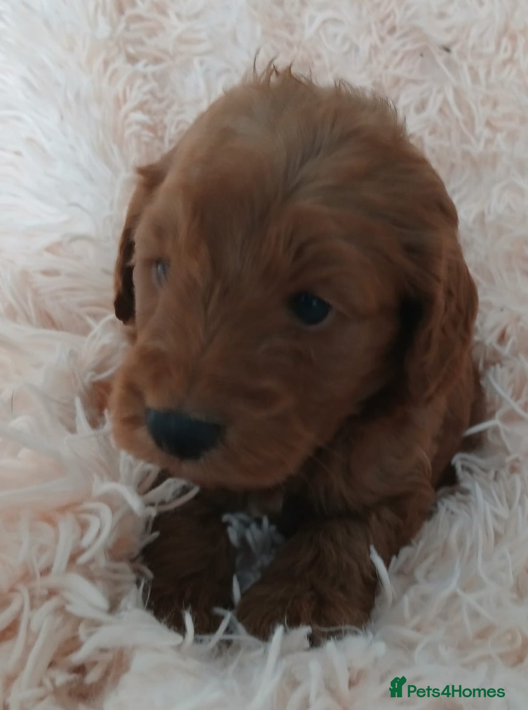Cockapoo dogs for sale: F1B Cockapoo puppies  - Image 6