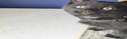 British Shorthair cats for sale: Two Gorgeous Black & Grey Boys Ready Now!  - Advert 6