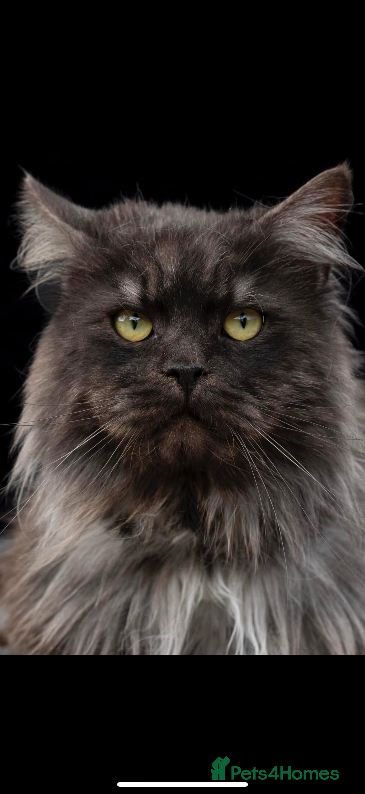 Maine Coon cats HUGE black smoke Mainecoon for stud  - Advert 4