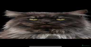 Maine Coon cats - Advert 3