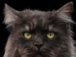 Maine Coon cats HUGE black smoke Mainecoon for stud - Advert 5