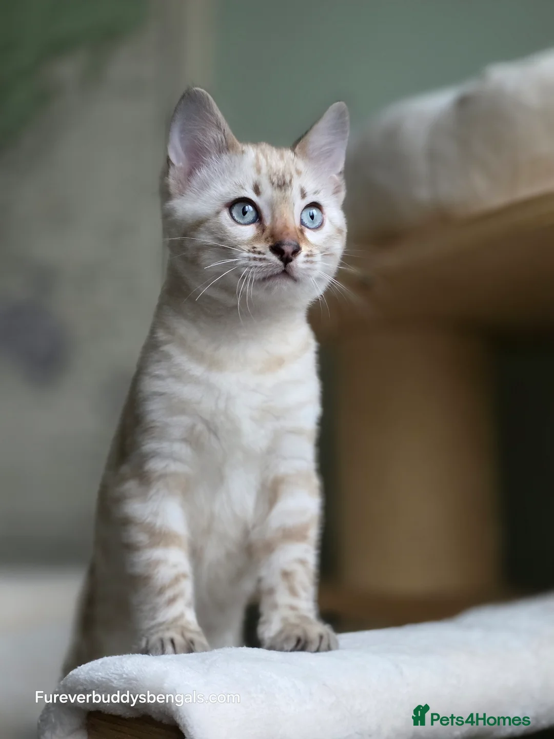 Bengal cats for sale: Gorgeous Rosetted Bengal Kittens  in Congleton - Advert 22