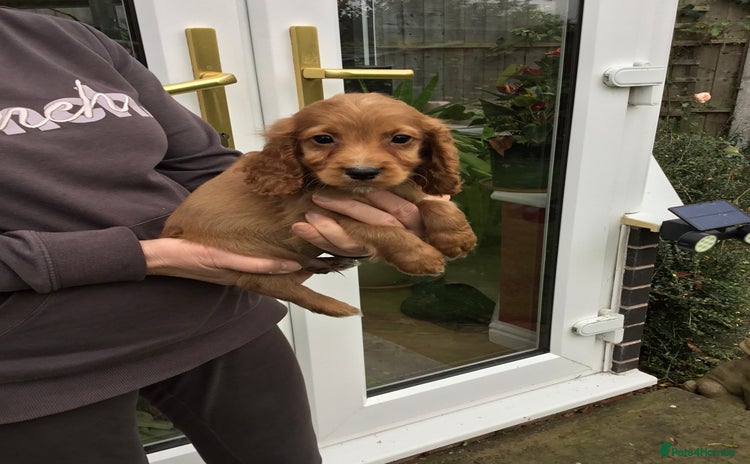 Cocker Spaniel dogs - Advert 4