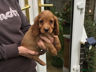 Cocker Spaniel dogs - Advert 6