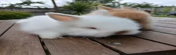 Lionhead rabbits for sale: Beautiful DM Lionheads  - Advert 14