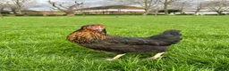 Chickens poultry for sale: 11x POL Hybrid Hens for sale in Hounslow! - Advert 3