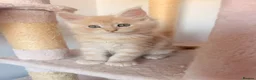 Maine Coon cats for sale: GCCF REGISTERED MAINE COONS  - Advert 3