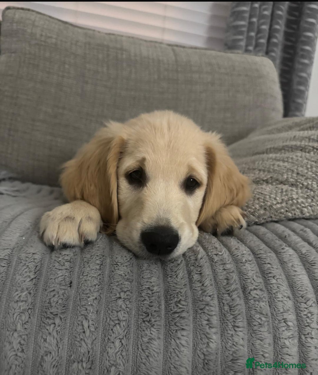 Golden Retriever dogs for sale: Golden retriever  - Advert 32