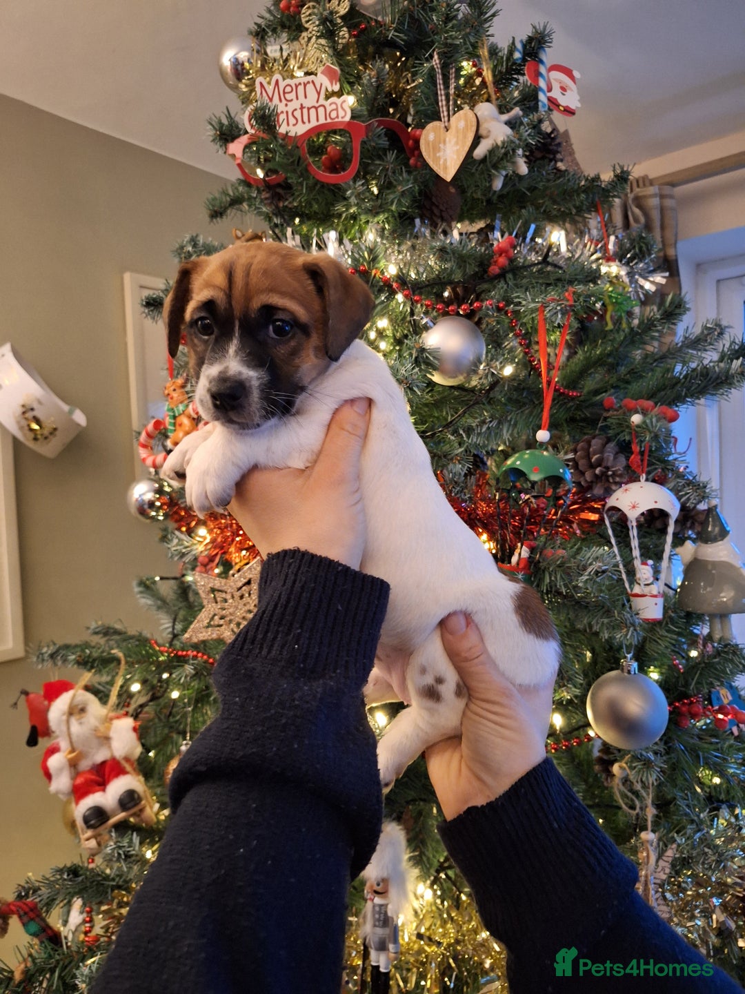 Jack Russell dogs for sale: 🐕stunning Jack Russells (1 left ) 5🌟 Breeder  - Advert 7