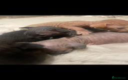 Sphynx cats for sale: Beautiful Sphynx cross orinetal kittens  - Advert 36