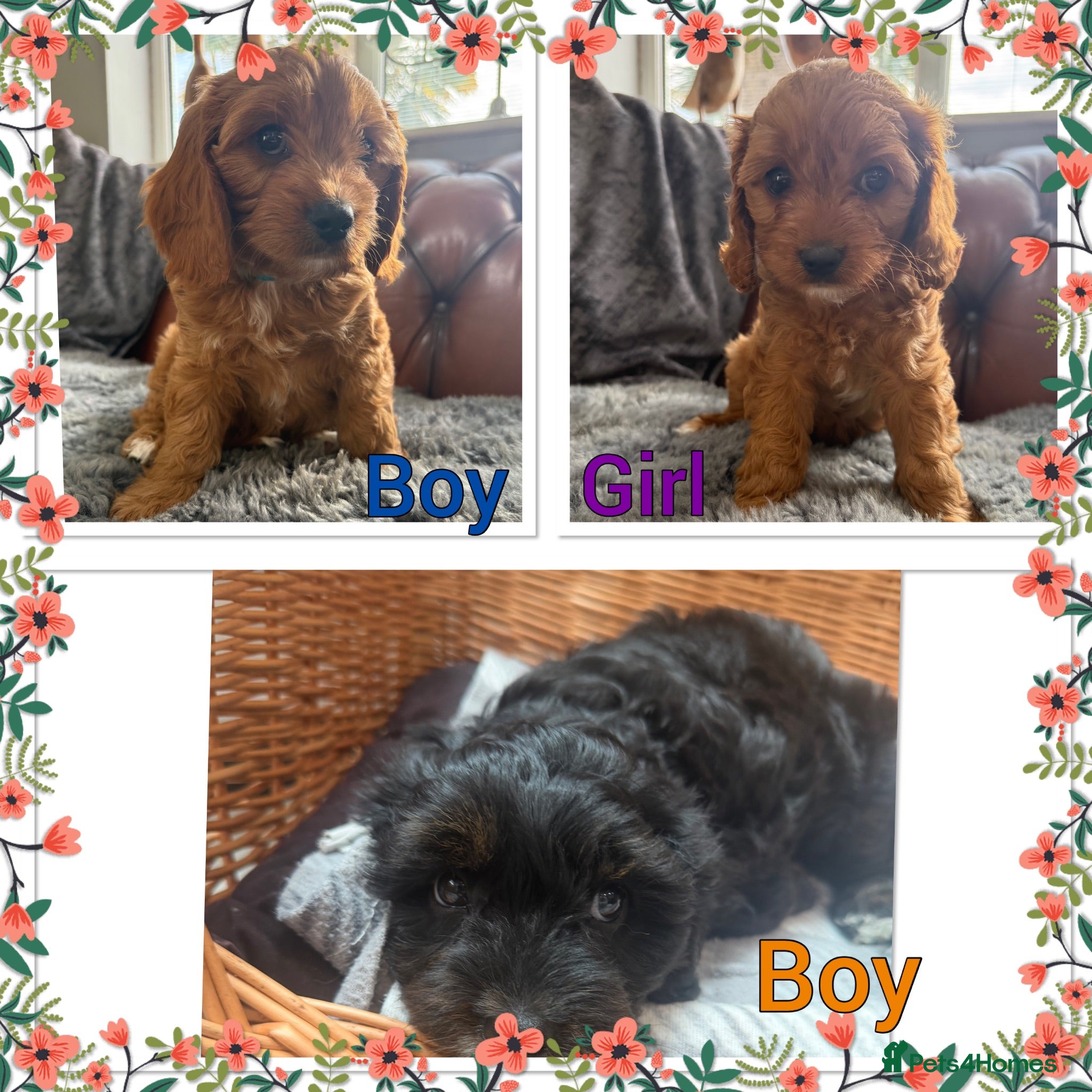 Cavapoo dogs Cavapoo puppies READY NOW - Advert 1