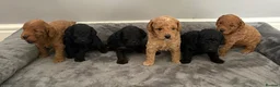 Cockapoo dogs for sale: Stop scrolling we have perfection 👇🐶 - Advert 1