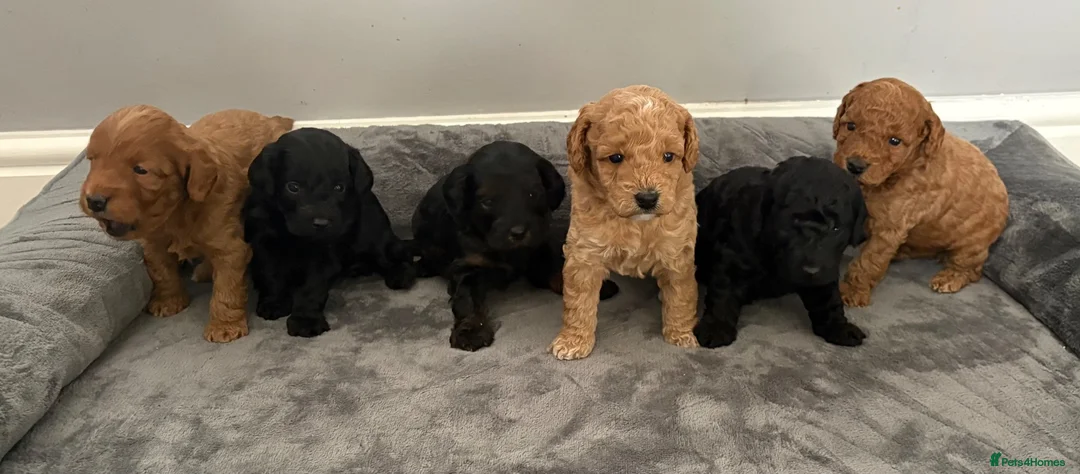 Cockapoo dogs for sale: Stop scrolling we have perfection 👇🐶 - Advert 1
