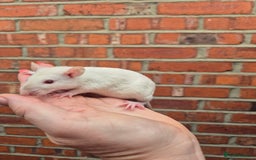 Rat rodents for sale: Last few remaining for the litters.  - Image 10