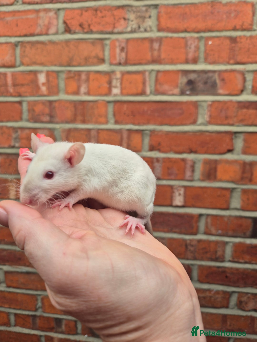 Rat rodents for sale: Last few remaining for the litters.  - Image 10