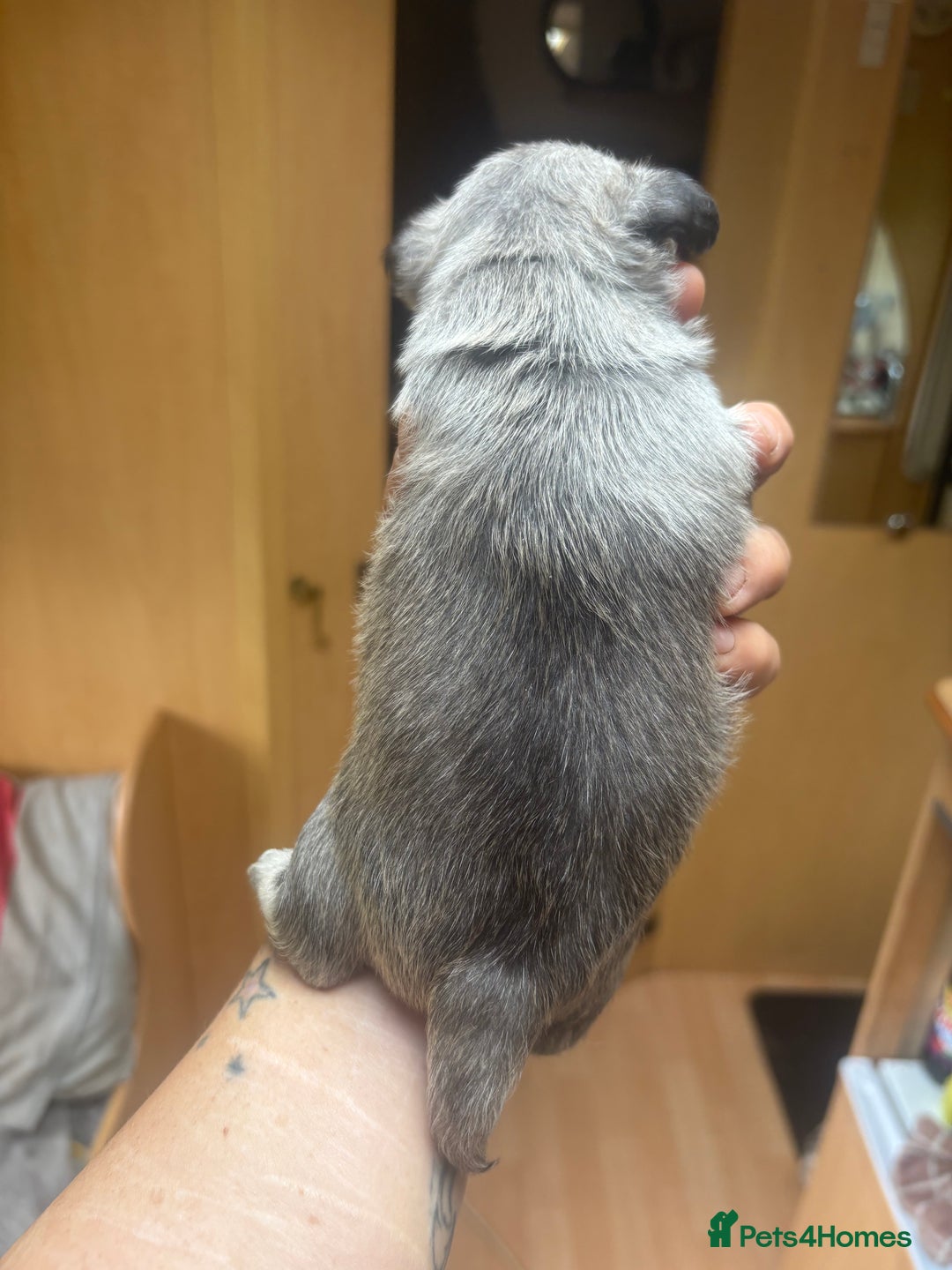 Chihuahua dogs for sale: Lovely blue fawn boy - Image 5