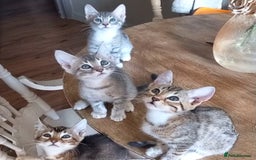 Bengal cats for sale: BENGAL Cross Kittens ♡ BLUE | READY NOW - Image 1