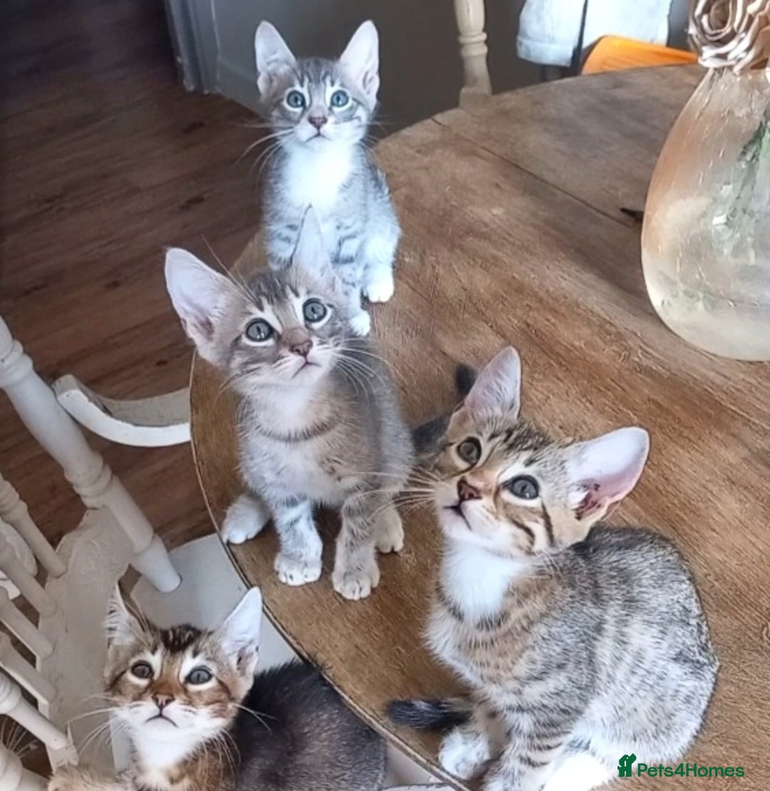 Bengal cats for sale: BENGAL Cross Kittens ♡ BLUE | READY NOW - Image 1