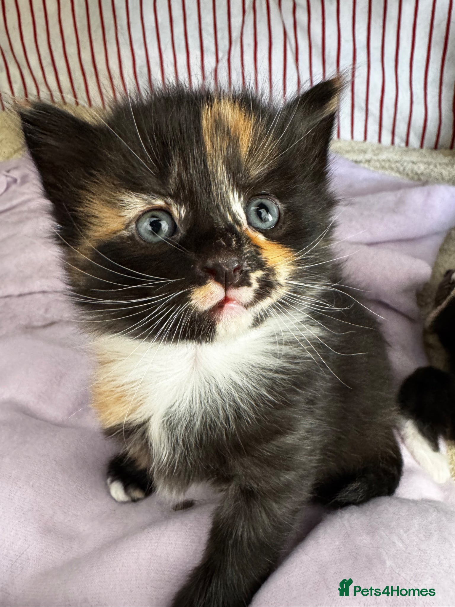 Mixed Breed cats Female tortie shell kittens  - Advert 18