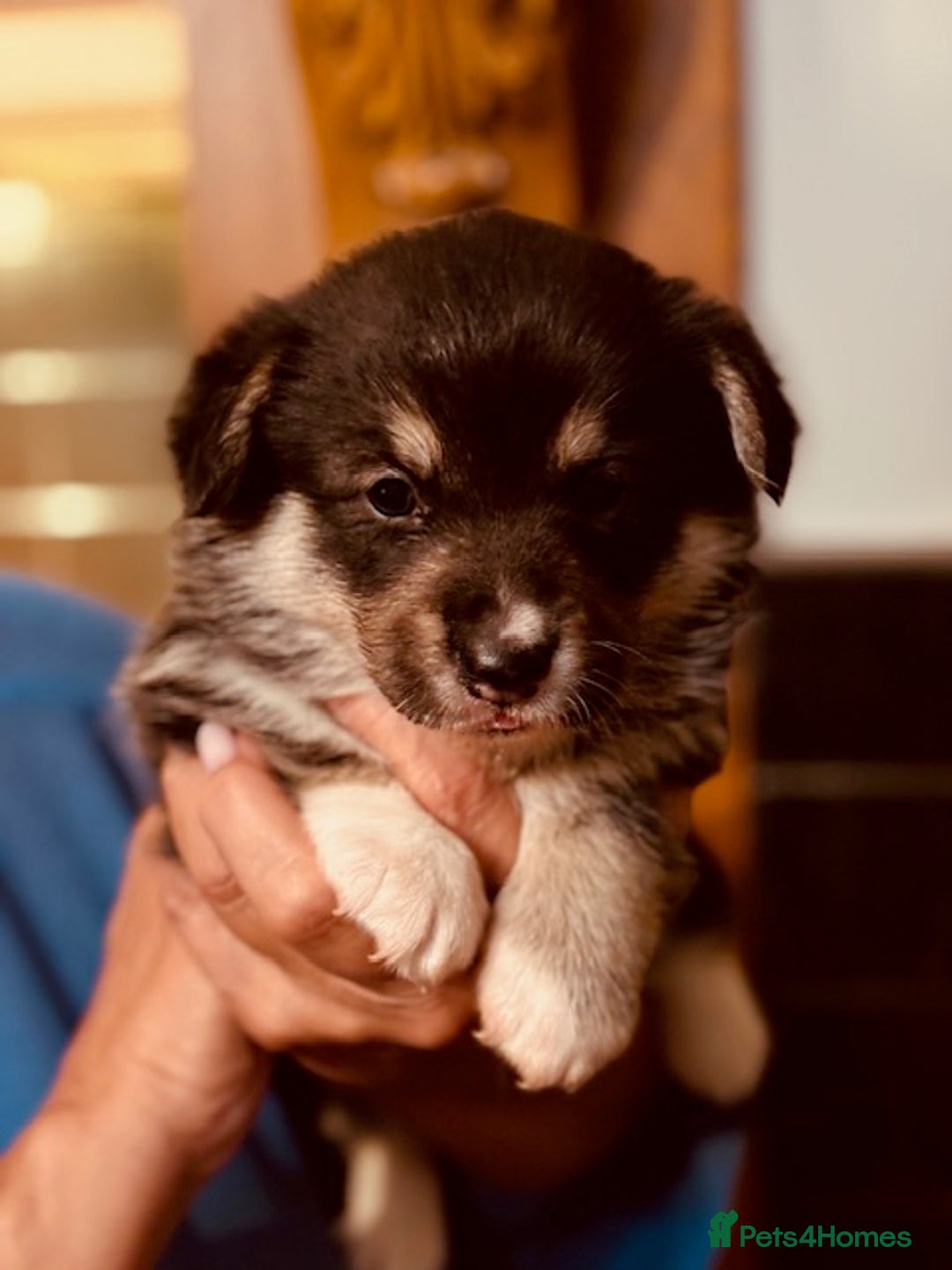 Welsh Corgi Pembroke dogs for sale: 2 Tri/KC girls from health tested parents - Image 19