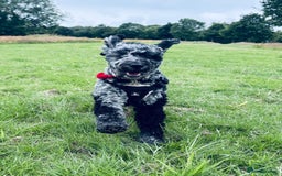 Miniature Poodle dogs for stud: Miniature Merle Poodle STUD  - Image 10