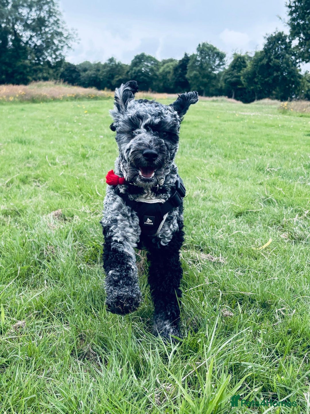 Miniature Poodle dogs for stud: Miniature Merle Poodle STUD  - Image 10