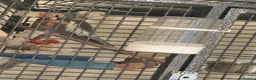 Cockatiels birds for sale: Male cockatiel  - Advert 2