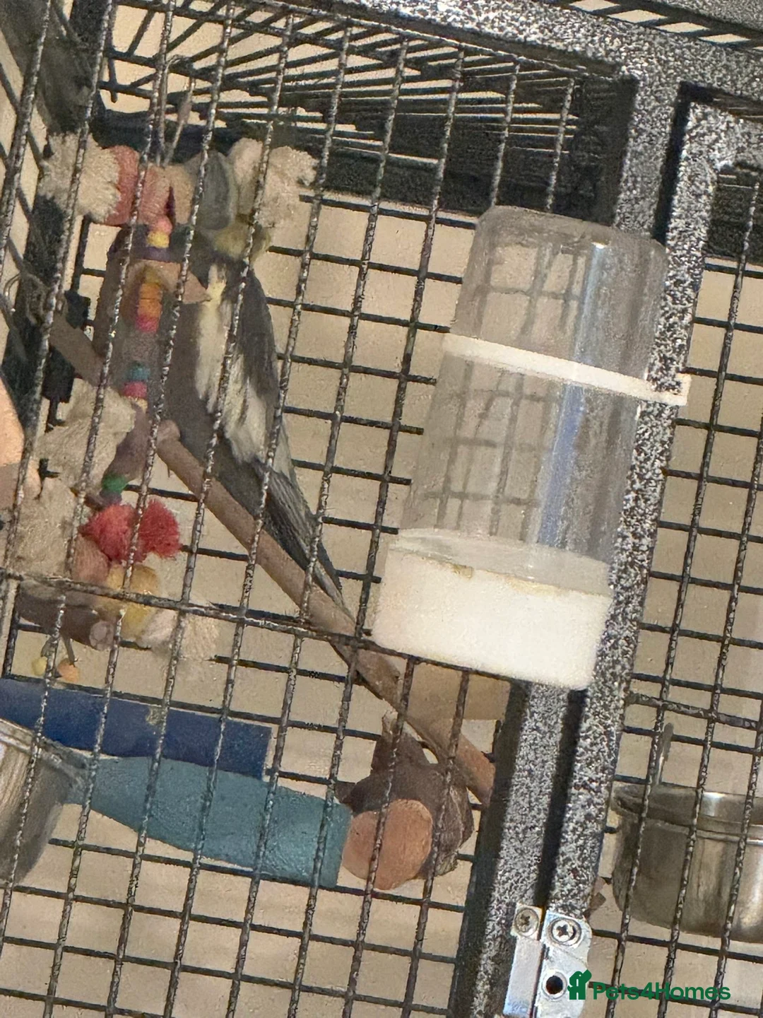 Cockatiels birds for sale: Male cockatiel  - Advert 2