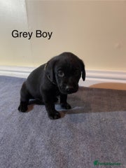 Labrador Retriever Puppy 5