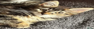 Male : Otto 