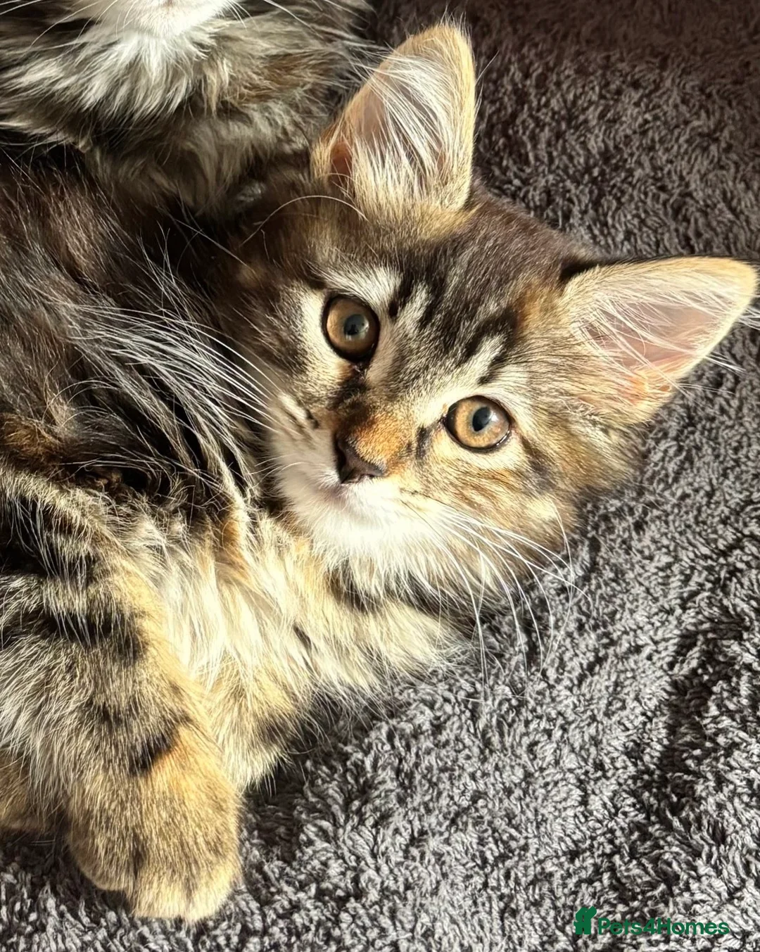 Mixed Breed cats for sale: 2 Maine coone/siberian kittens for sale  - Advert 2