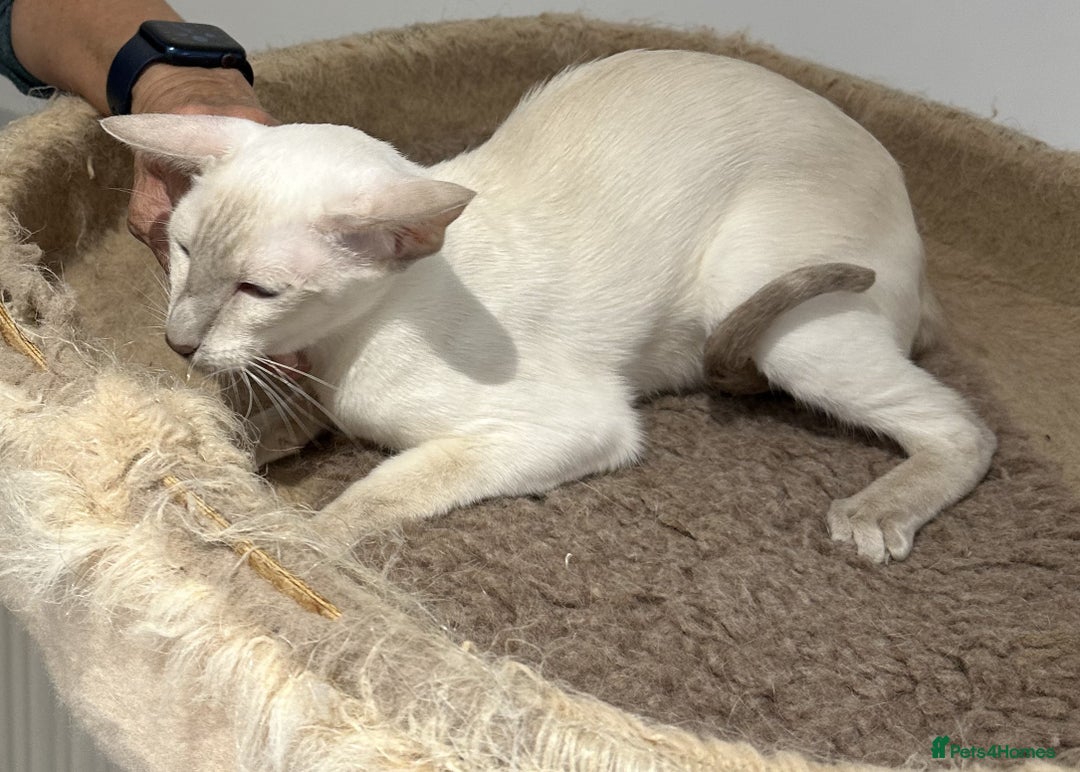 Siamese cats for sale: Sweet Siamese Female Lilac Point Active Register - Advert 6