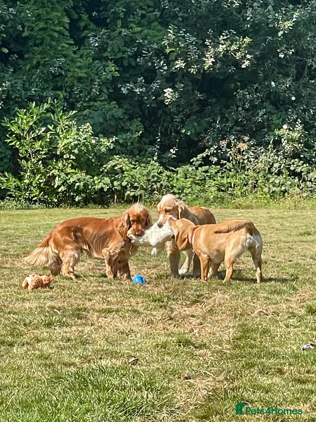 Cocker Spaniel dogs for stud: KC Reg Health Tested Show Cocker Spaniel for Stud in Reading - Advert 5