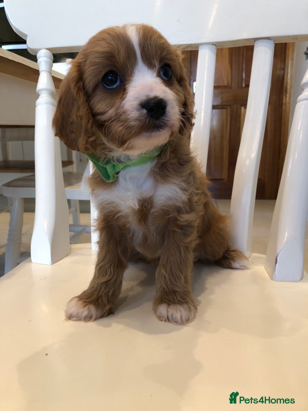 Cavapoo dogs for sale: Adorable Cavapoo Puppies  - Advert 18