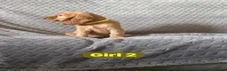 Cocker Spaniel dogs for sale: FULLHEATHTESTED OUTSTANDING SHOWTYPE COCKERSPANIEL in Alton - Advert 32