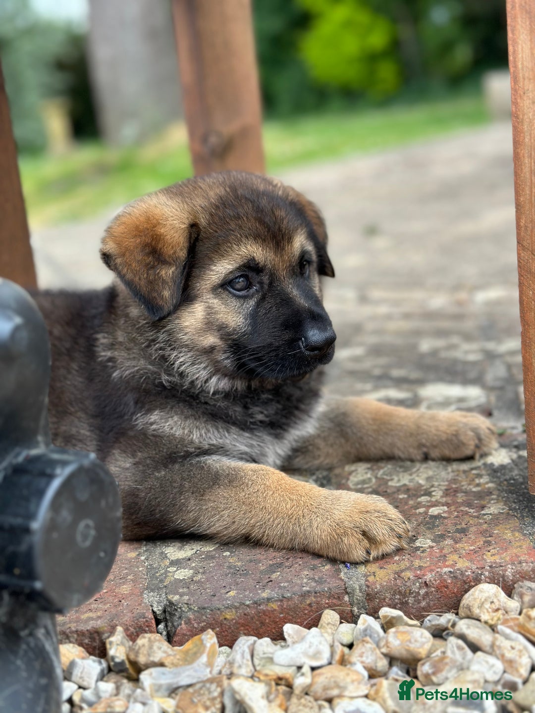 German Shepherd dogs for sale: Superb KC Reg’d German Shepherd - Image 5