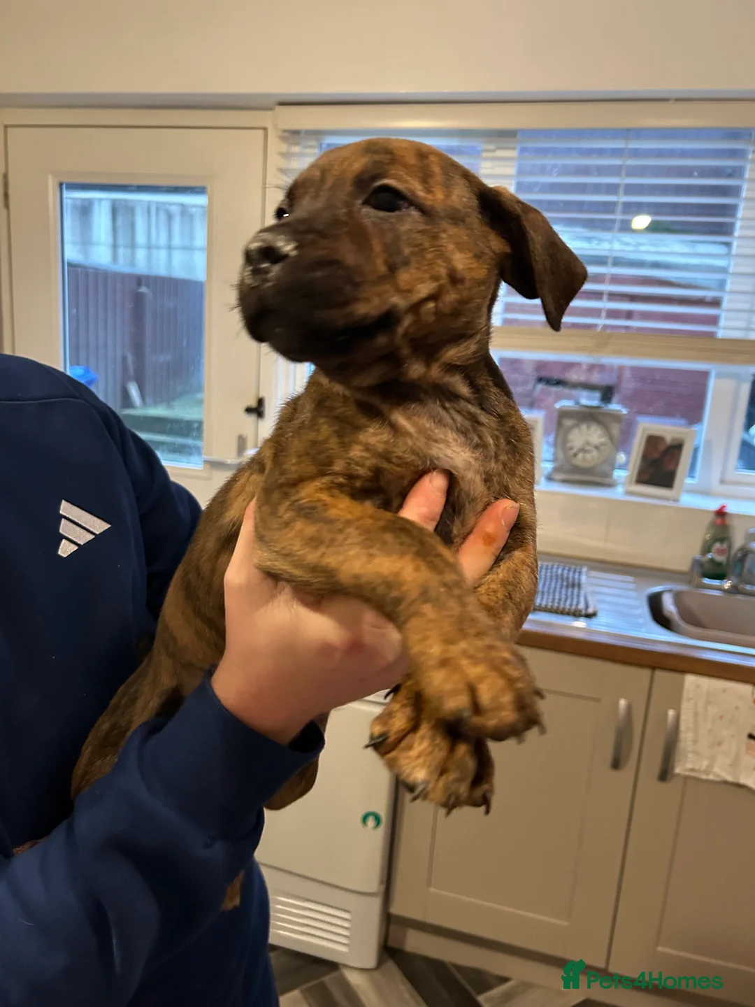Mixed Breed dogs for sale: Staffy pups  - Advert 11