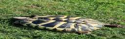 Hermann Tortoise reptiles for sale: Hermanns tortoise  - Advert 19