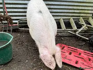 Pig livestock Pigs4Life - Advert 3