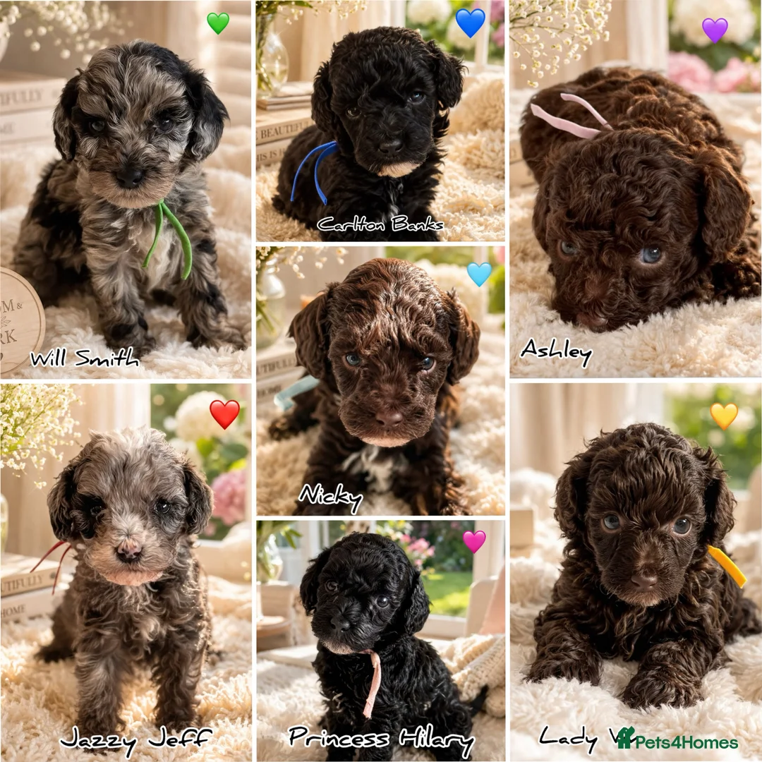 Cavapoo dogs for sale: Luxury Teddy Toy Cavapoos DNA Tested - Advert 1