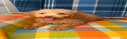 Miniature Poodle dogs for sale: Beautiful Mini Poodle Puppies - Ready Now  - Advert 8